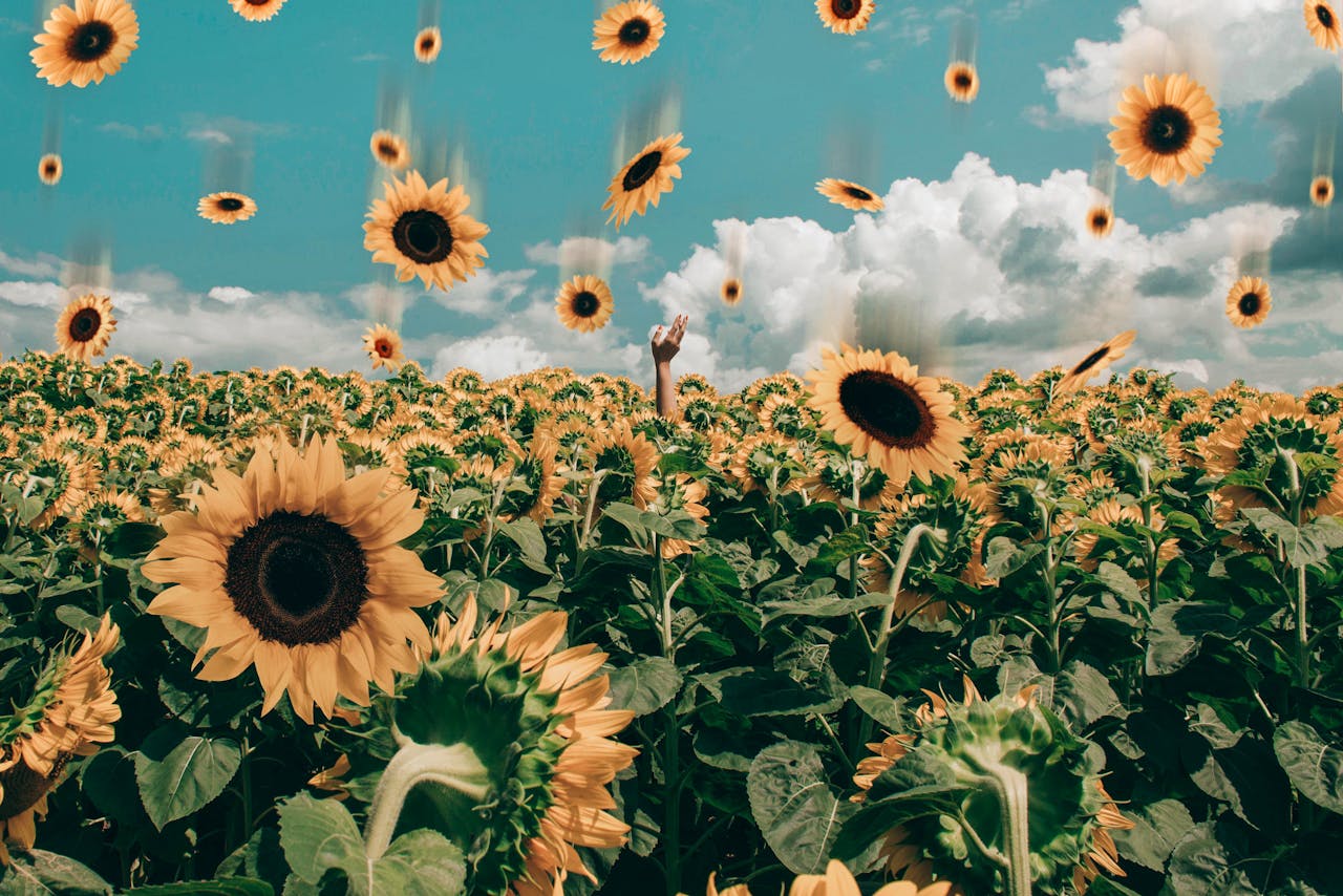 Vibrant sunflower field with falling sunflowers under a bright sky.